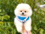 Pomeranian Boo