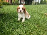 Cavali̇er Ki̇ng Charles Yavrulari