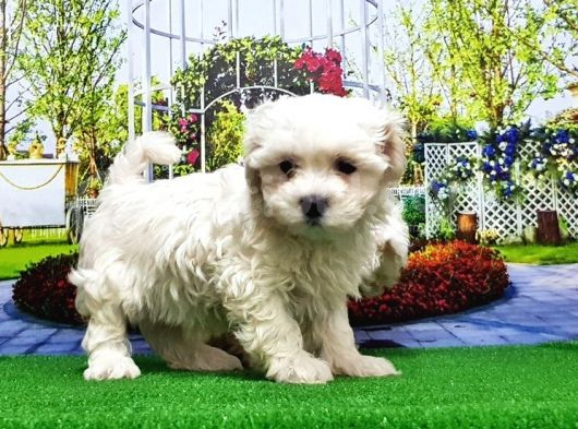 Maltese Terri̇er Yavru görsel