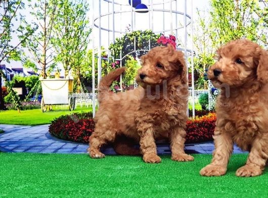 Toy Poodle Yavru görsel