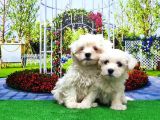 Maltese Terri̇er Yavru