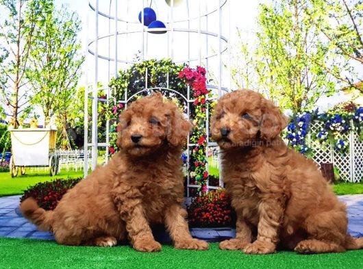 Toy Poodle Yavru görsel