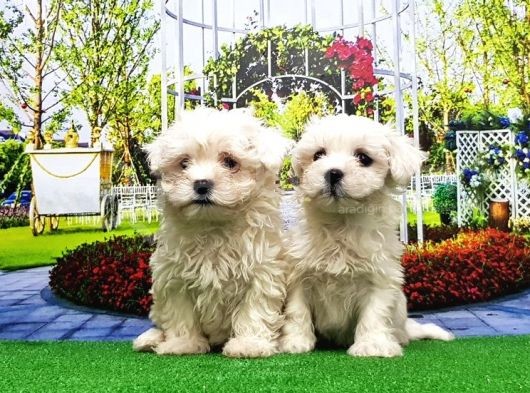 Maltese Terri̇er Yavru görsel