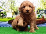 Toy Poodle Yavru