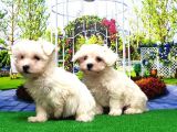 Maltese Terri̇er Yavru