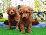 Toy Poodle Yavru