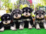 Minyatür Schnauzer Yavrular