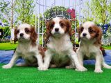 Cavalier King Charles Yavrulari