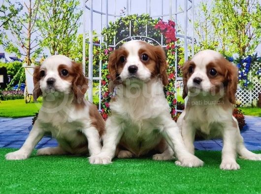 Cavalier King Charles Yavrulari görsel