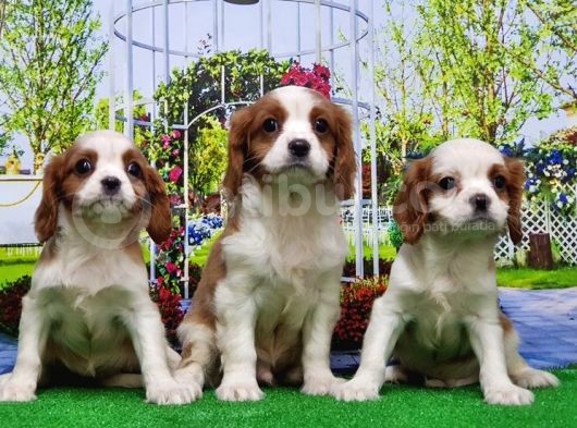 Cavalier King Charles Yavrulari