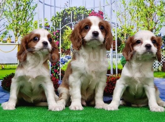 Cavalier King Charles Yavrulari görsel