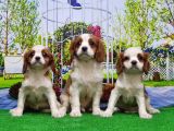 Cavalier King Charles Yavrulari