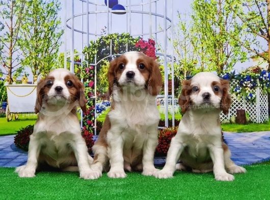 Cavalier King Charles Yavrulari görsel
