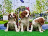 Cavalier King Charles Yavrulari