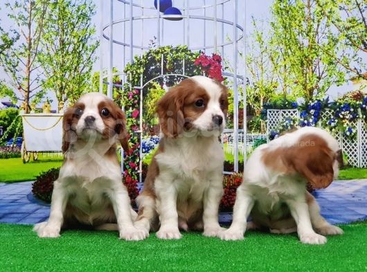 Cavalier King Charles Yavrulari görsel