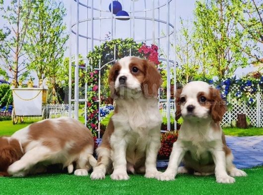 Cavalier King Charles Yavrulari görsel