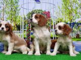 Cavalier King Charles Yavrulari