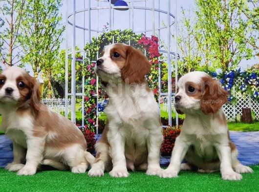 Cavalier King Charles Yavrulari görsel