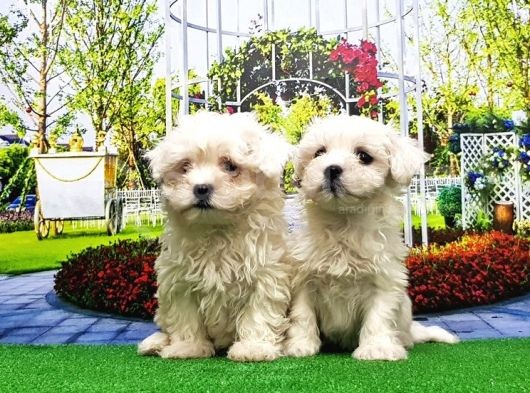 Maltese Terri̇er Yavru