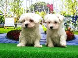 Maltese Terri̇er Yavru