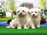 Maltese Terri̇er Yavru