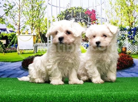 Maltese Terri̇er Yavru görsel