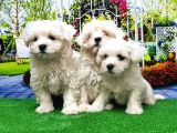 Maltese Terri̇er Yavru