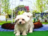 Maltese Terri̇er Yavru