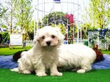 Maltese Terri̇er Yavru