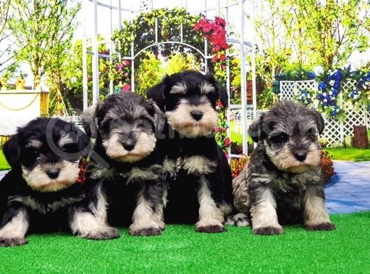 Minyatür Schnauzer Yavrular görsel