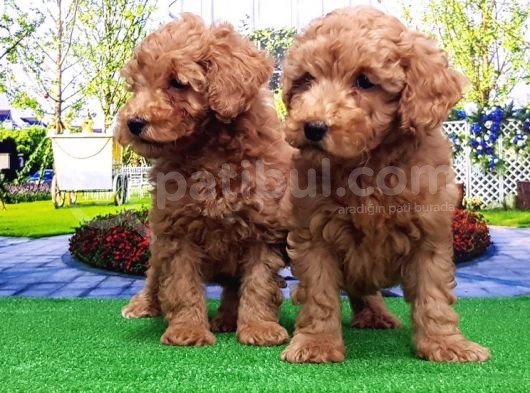 Toy Poodle Yavru görsel