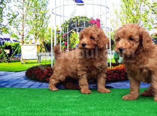 Toy Poodle Yavru görsel