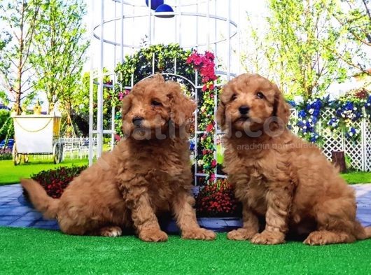 Toy Poodle Yavru görsel