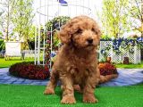 Toy Poodle Yavru