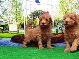 Toy Poodle Yavru