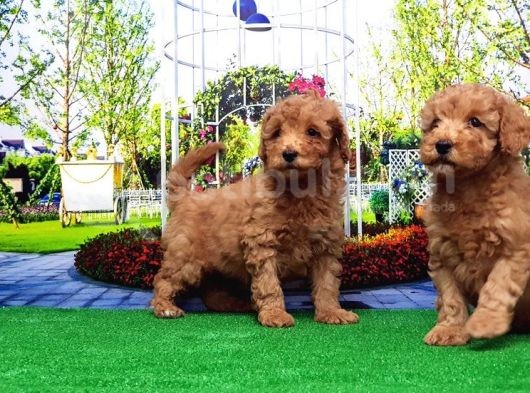 Toy Poodle Yavru görsel