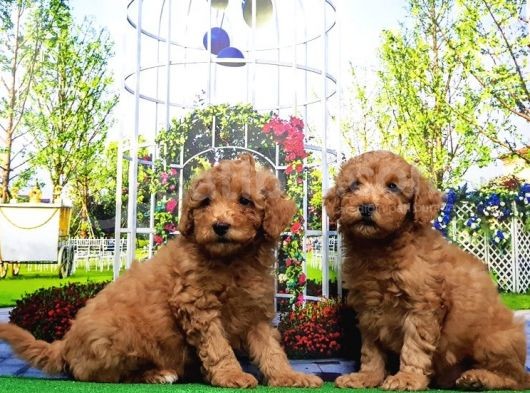Toy Poodle Yavru görsel
