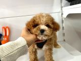 Maltipoo Mix Irk Yavrular