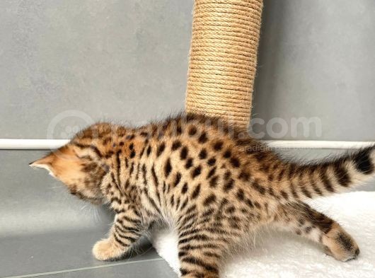 Savannah F6 Erkek “Secereli “ Ve Faturali
