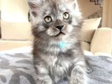 Blacksmoke Mainecoon Yavrulari 2 Aylik Secereli Ve Faturali