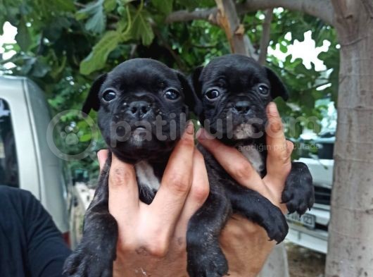 French Bulldog Yavrular görsel