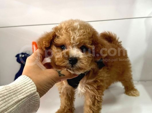 Maltipoo Mix Irk Yavrular görsel