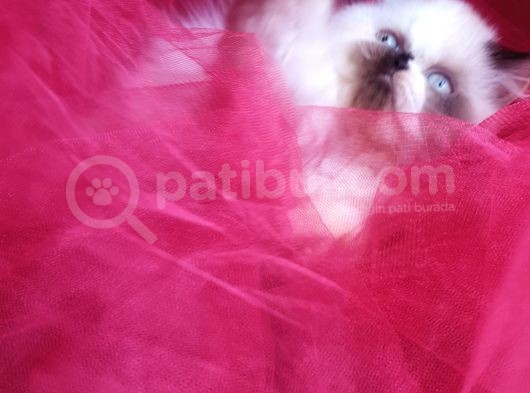 Teslime Hazır Şecere Soy Belgeli Dişi Persian Bebekler görsel