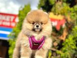 Ayıcık Surat Boo Pomeranian Yavrular