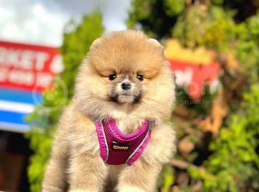 Ayıcık Surat Boo Pomeranian Yavrular görsel