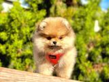 Safkan Teddy Face Pomeranian Boo Yavruları