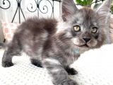 Blacksmoke Mainecoon Yavrulari 2 Aylik Secereli Ve Faturali