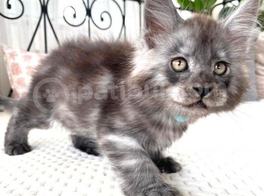 Blacksmoke Mainecoon Yavrulari 2 Aylik Secereli Ve Faturali görsel