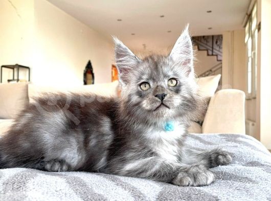 Blacksmoke Mainecoon Yavrulari 2 Aylik Secereli Ve Faturali
