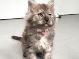 Blacksmoke Mainecoon Yavrulari 2 Aylik Secereli Ve Faturali